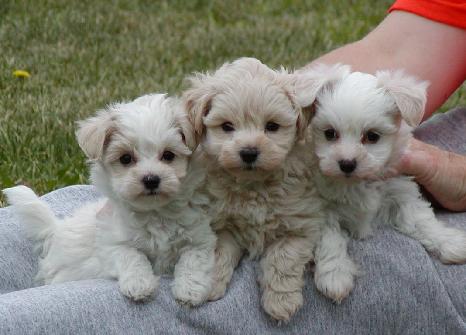 puppies