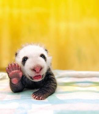 baby panda