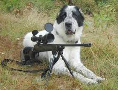dog and gun