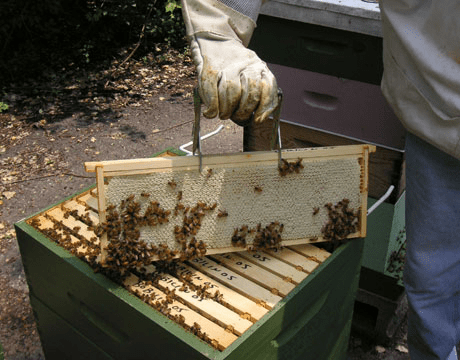beekeeping
