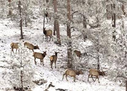 colorado elk