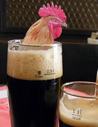 rooster in a pint glass- turtle power