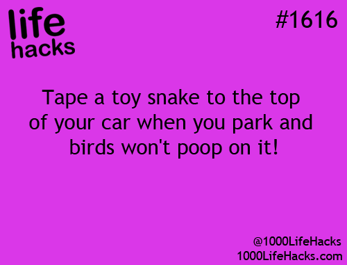 toy snake