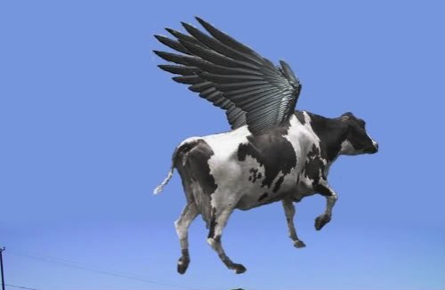 winged cow