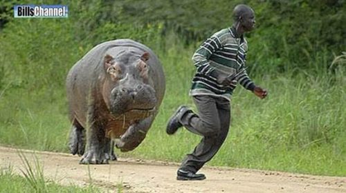 chasing hippo