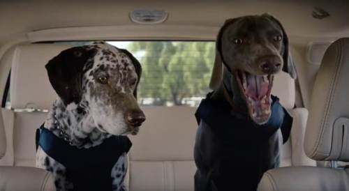 those dogs are scared