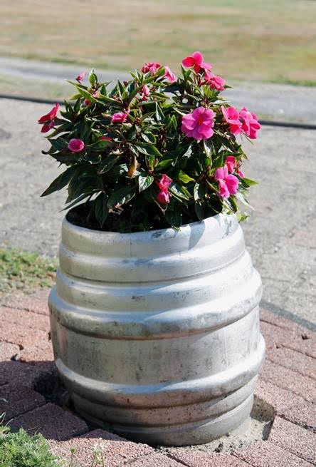 plants in keg