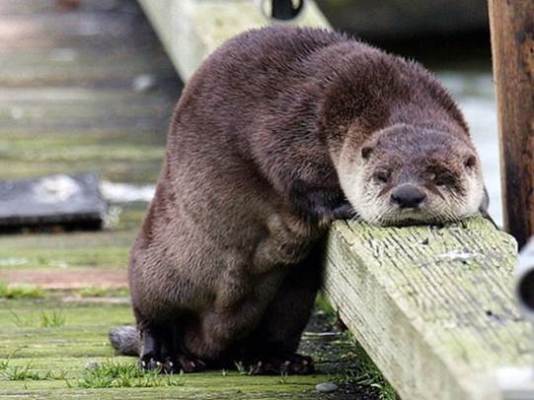 otter