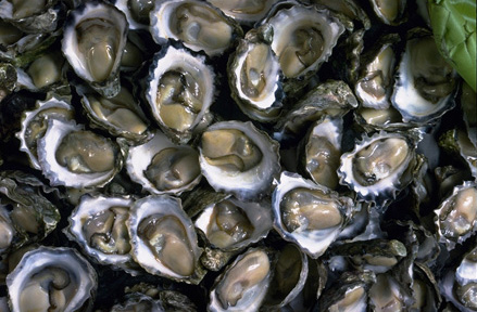 oysters